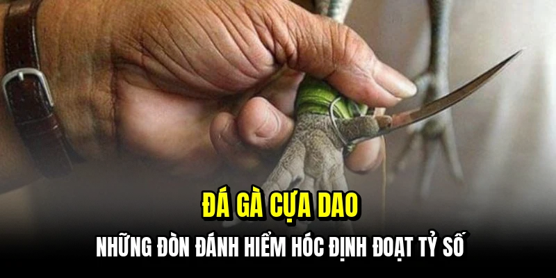 Đá Gà Cựa Dao - Trận Đấu Nhanh Gọn Và Chiến Thắng Rõ Ràng 4 Đá gà cựa dao - Những đòn đánh hiểm hóc định đoạt tỷ số